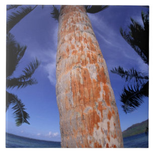 French Polynesia, Bora Bora, Palm trees Tile