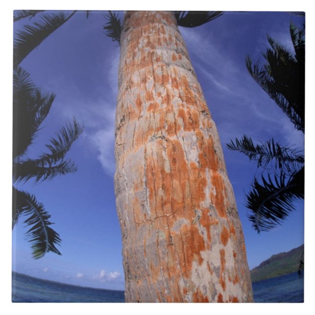 French Polynesia, Bora Bora, Palm trees Tile (Front)