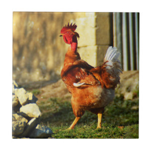 French rooster ceramic tile