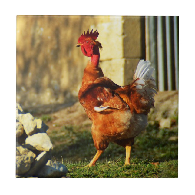 French rooster ceramic tile (Front)