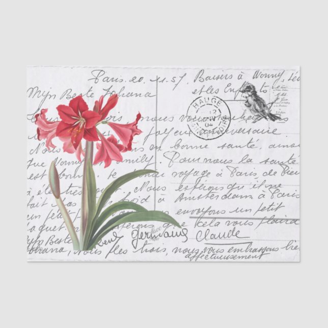French Script Vintage Amaryllis Bird Postcard Tissue Paper (Front)