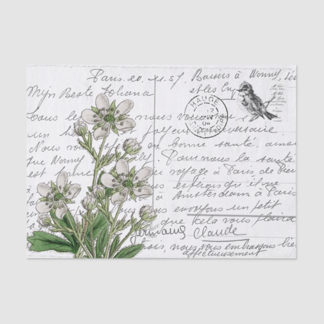 French Script Vintage White Flower Bird Postcard Tissue Paper (Front)