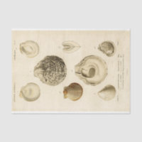 French Seashell Vintage Decoupage Shell Beach 