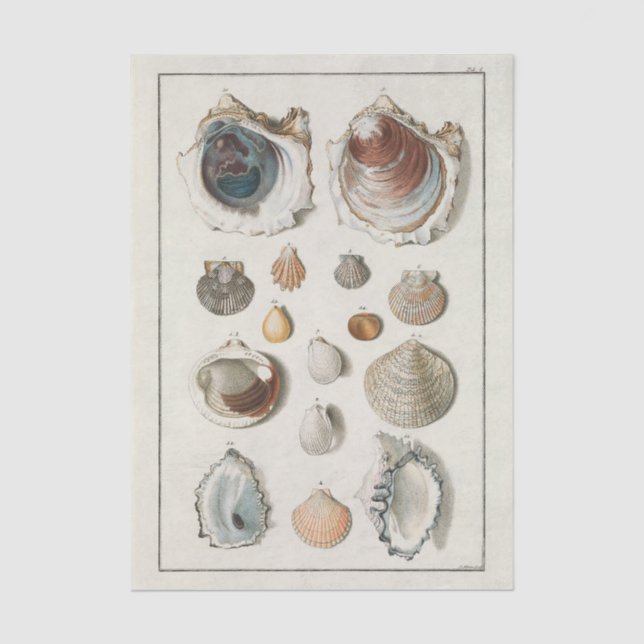 French Seashell Vintage Decoupage Shell Beach  Tissue Paper (Front)