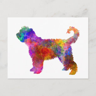 French Water Dog in watercolor Postcard