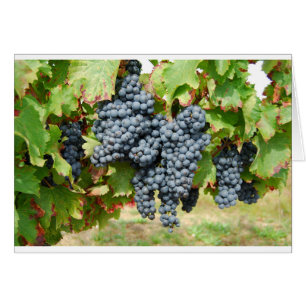 French Wine Grapes