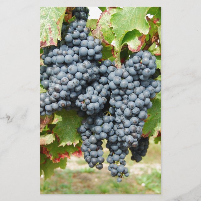 French Wine Grapes Stationery (Front)
