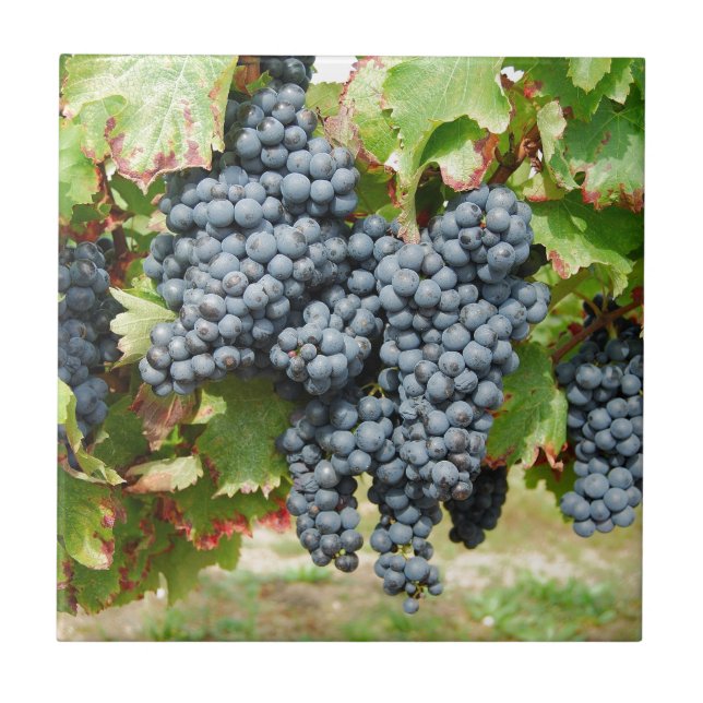 French Wine Grapes Tile (Front)