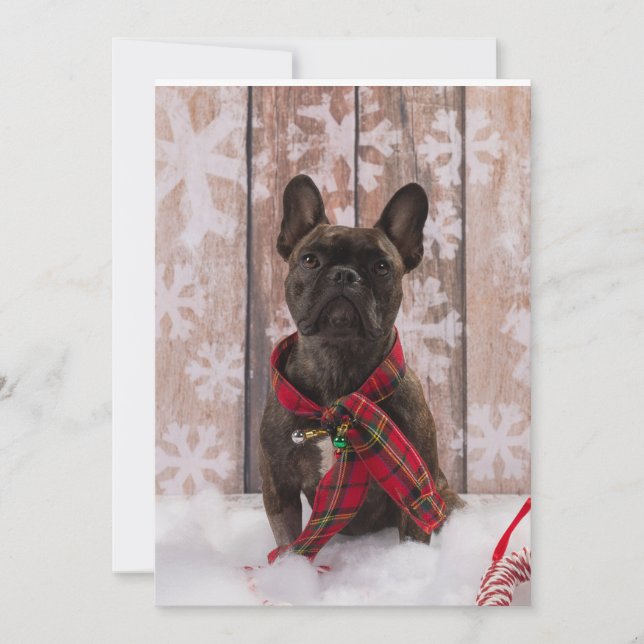 Frenchie Baby Holiday Card (Front)