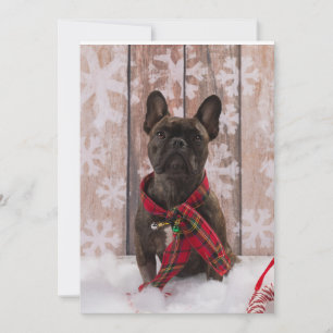 Frenchie Baby Holiday Card