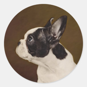 Frenchie Classic Round Sticker