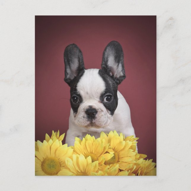 Frenchie - French bulldog puppy Postcard (Front)