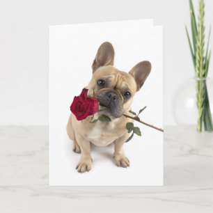 Frenchie Valentine – Big Love in a Small Package Card