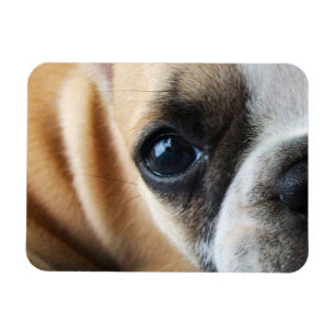 Frenchton Puppy Face Close-up, Eyes, Nose Magnet