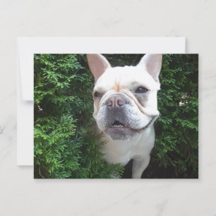 Frenchy on Patrol Postcard