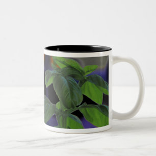 Fresh Basil Closeup Two-Tone Coffee Mug