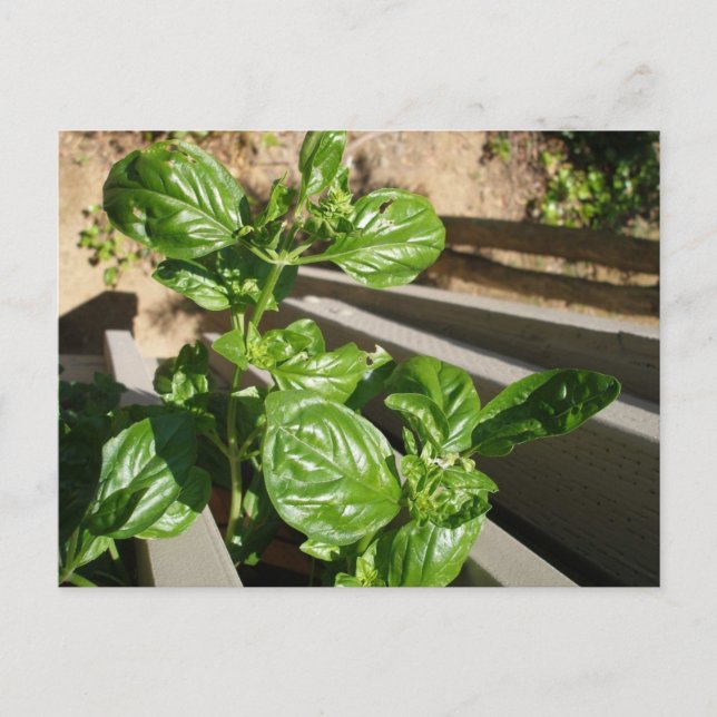 Fresh basil leaves postcard (Front)