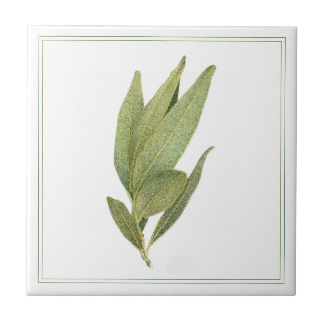FRESH BAY LEAVES 4.25x4.25 Ceramic Tile (-text) (Front)