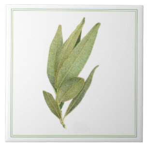 FRESH BAY LEAVES 6"x6" Ceramic Tile (-text)