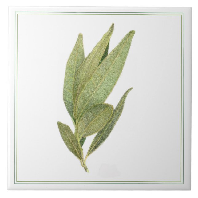 FRESH BAY LEAVES 6"x6" Ceramic Tile (-text) (Front)