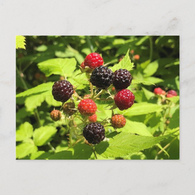 Fresh Black Raspberries Postcard (Front)