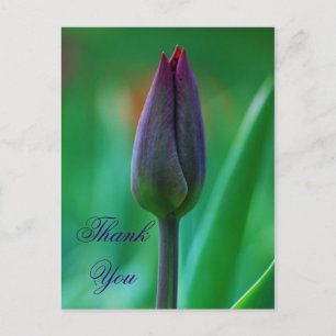 Fresh Blooming Purple Tulip Thank You Postcard
