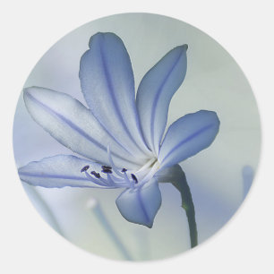Fresh Blue Flower Photo Classic Round Sticker