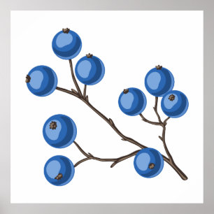 Fresh Blueberries On A Branch Poster