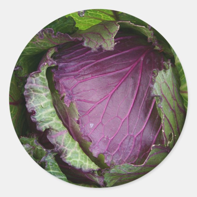 Fresh Cabbage Classic Round Sticker (Front)