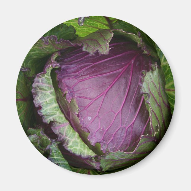 Fresh Cabbage Magnet (Front)