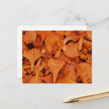 Fresh Chanterelle Mushrooms Photography