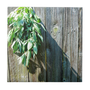 Fresh-cut Sage Barn-wood Tile