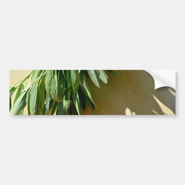 Fresh-cut Sage Bumper Sticker (Front)