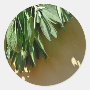 Fresh-cut Sage Classic Round Sticker