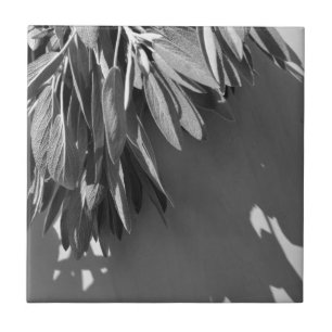 Fresh-cut Sage Grayscale Ceramic Tile