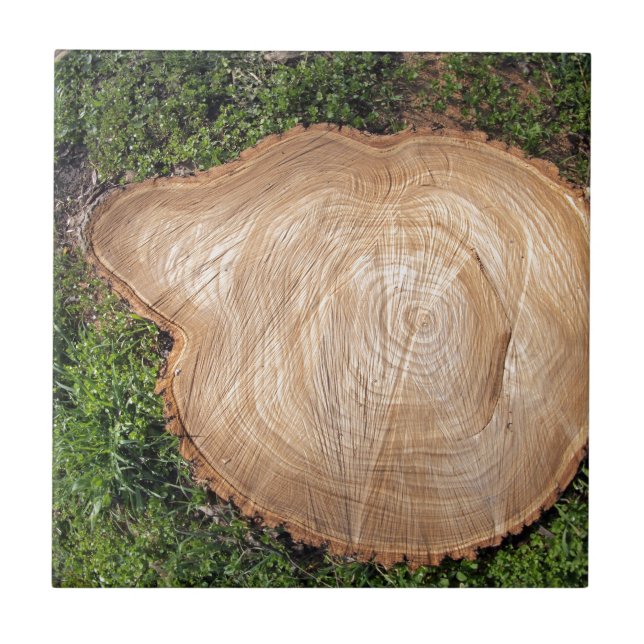 Fresh cut tree stump ceramic tile (Front)