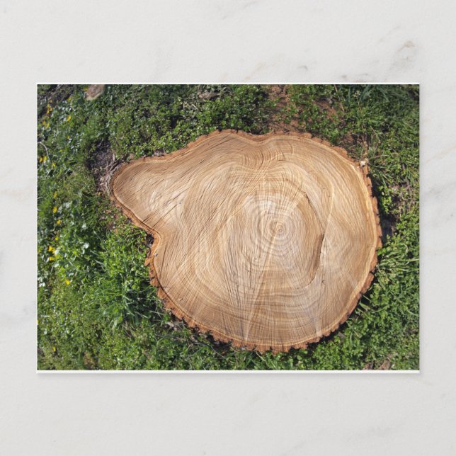Fresh cut tree stump postcard (Front)