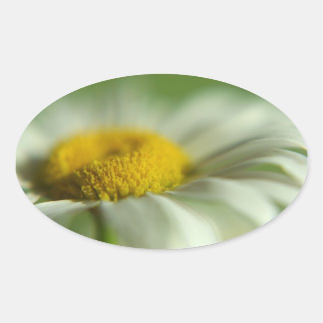 Fresh Daisy Oval Sticker (Front)