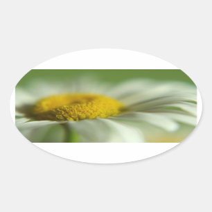 Fresh Daisy Oval Sticker