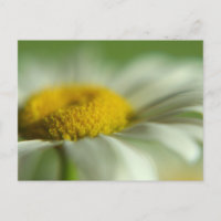 Fresh Daisy