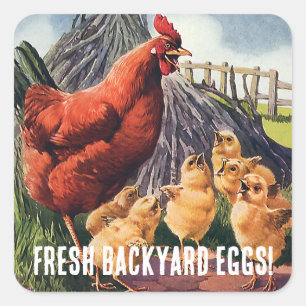 Fresh Eggs! Chicken with Baby Chicks on Farm Square Sticker