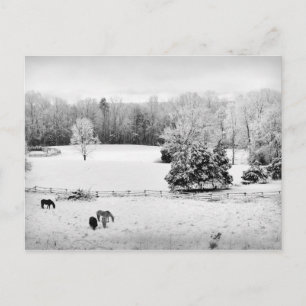 Fresh Fallen Snow at the Horse Ranch Postcard