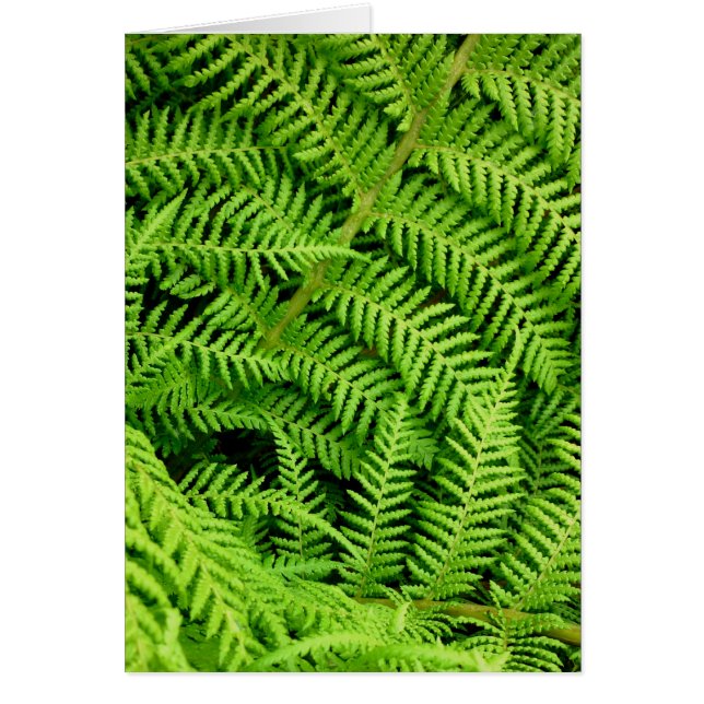 Fresh Ferns (Front)
