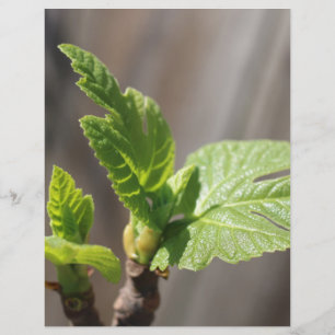 Fresh Fig Leaf