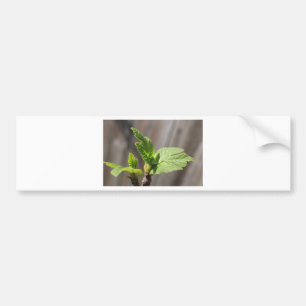 Fresh Fig Leaf Bumper Sticker