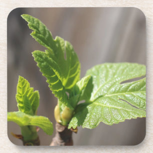 Fresh Fig Leaf Coaster