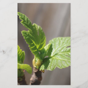 Fresh Fig Leaf Stationery