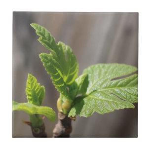Fresh Fig Leaf Tile