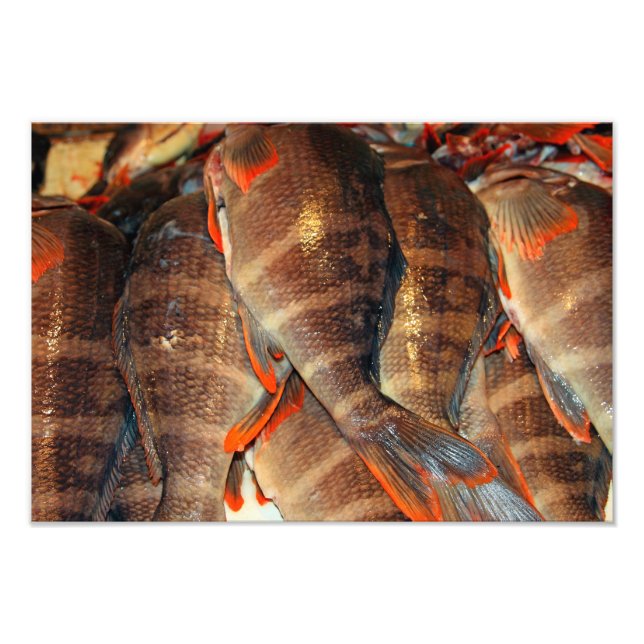 Fresh fish photo print (Front)