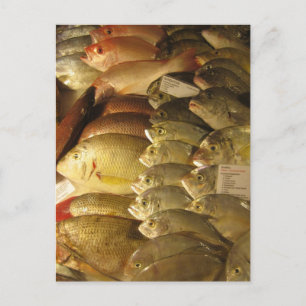 Fresh fish postcard